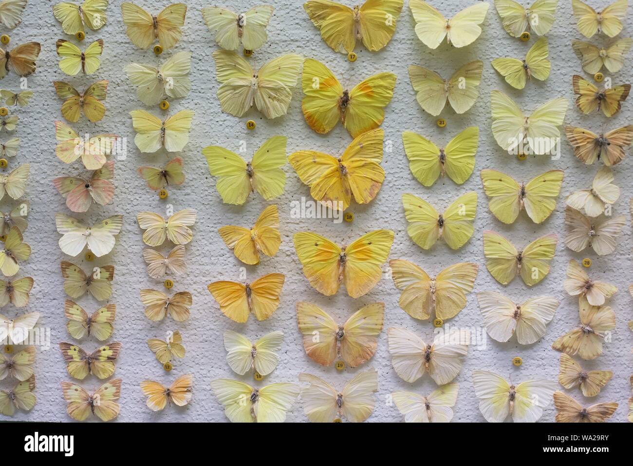 Different types of butterflies pinned to a white board at the Ralph