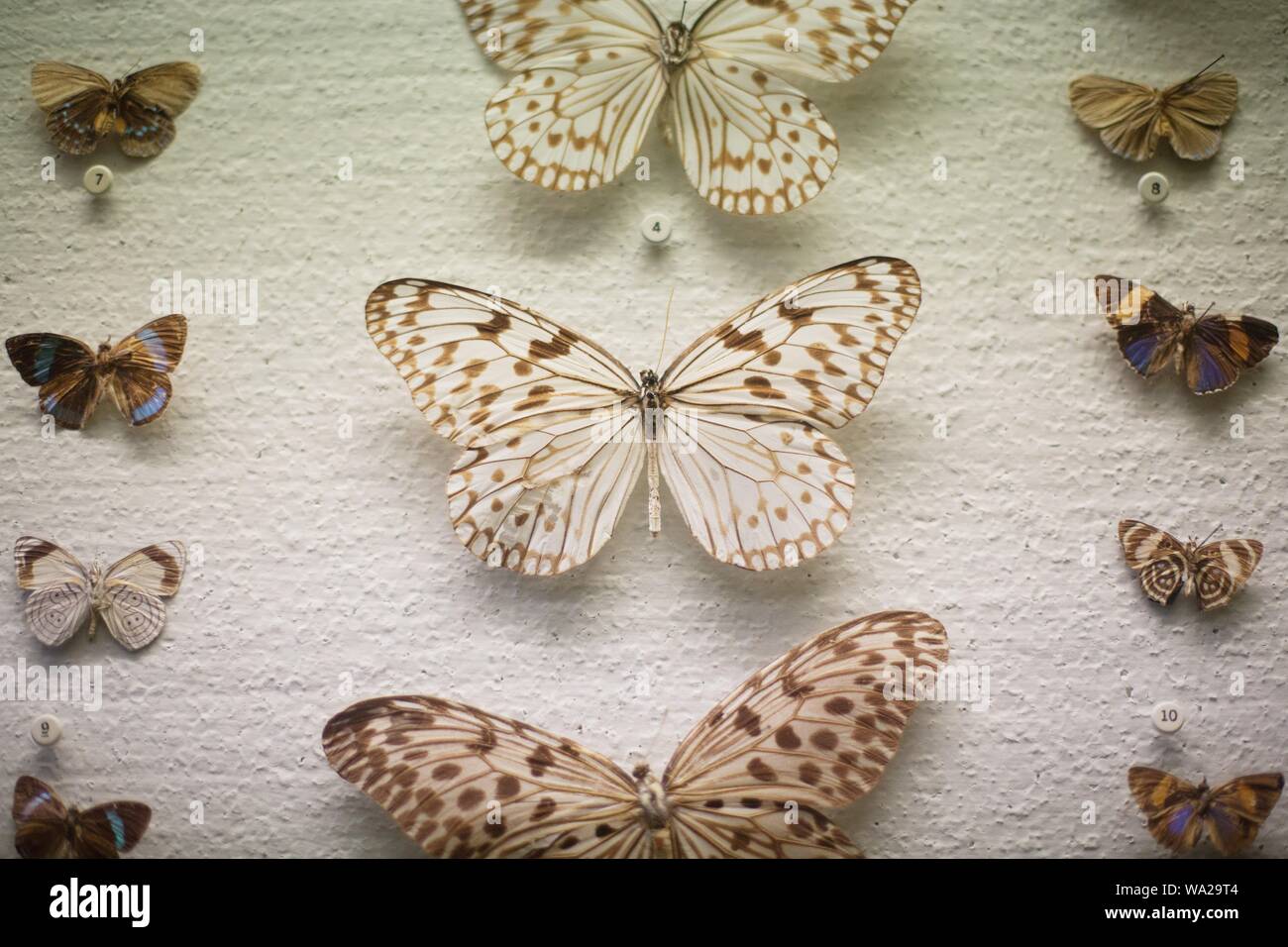 Different types of butterflies pinned to a white board at the Ralph