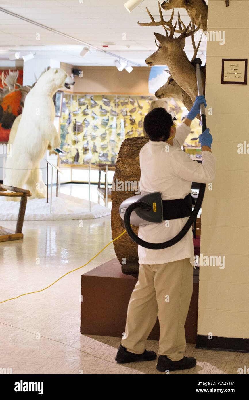 An employee vacuums a taxidermy deer head at the Ralph Foster Museum in Branson, Missouri, USA