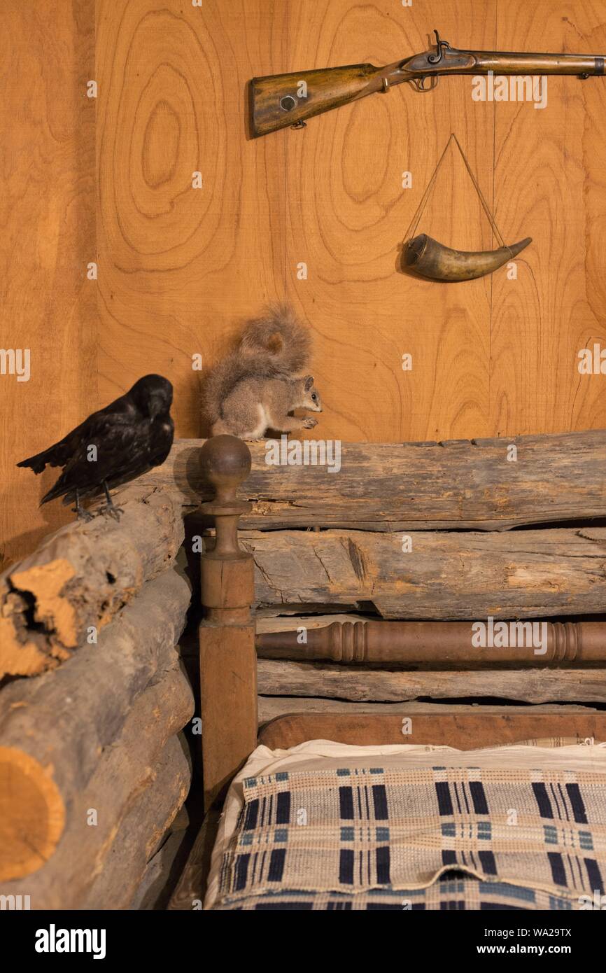 A display of a rustic bed with gun, squirrel and bird, at the Ralph Foster Museum in Branson, Missouri, USA. Stock Photo