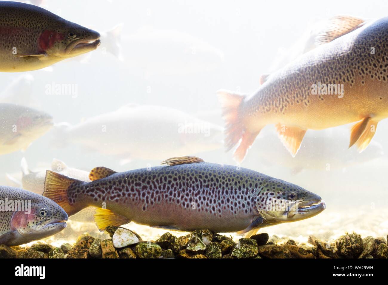 Rainbow trout and brown trout in a tank at Shepherd of the Hills Fish