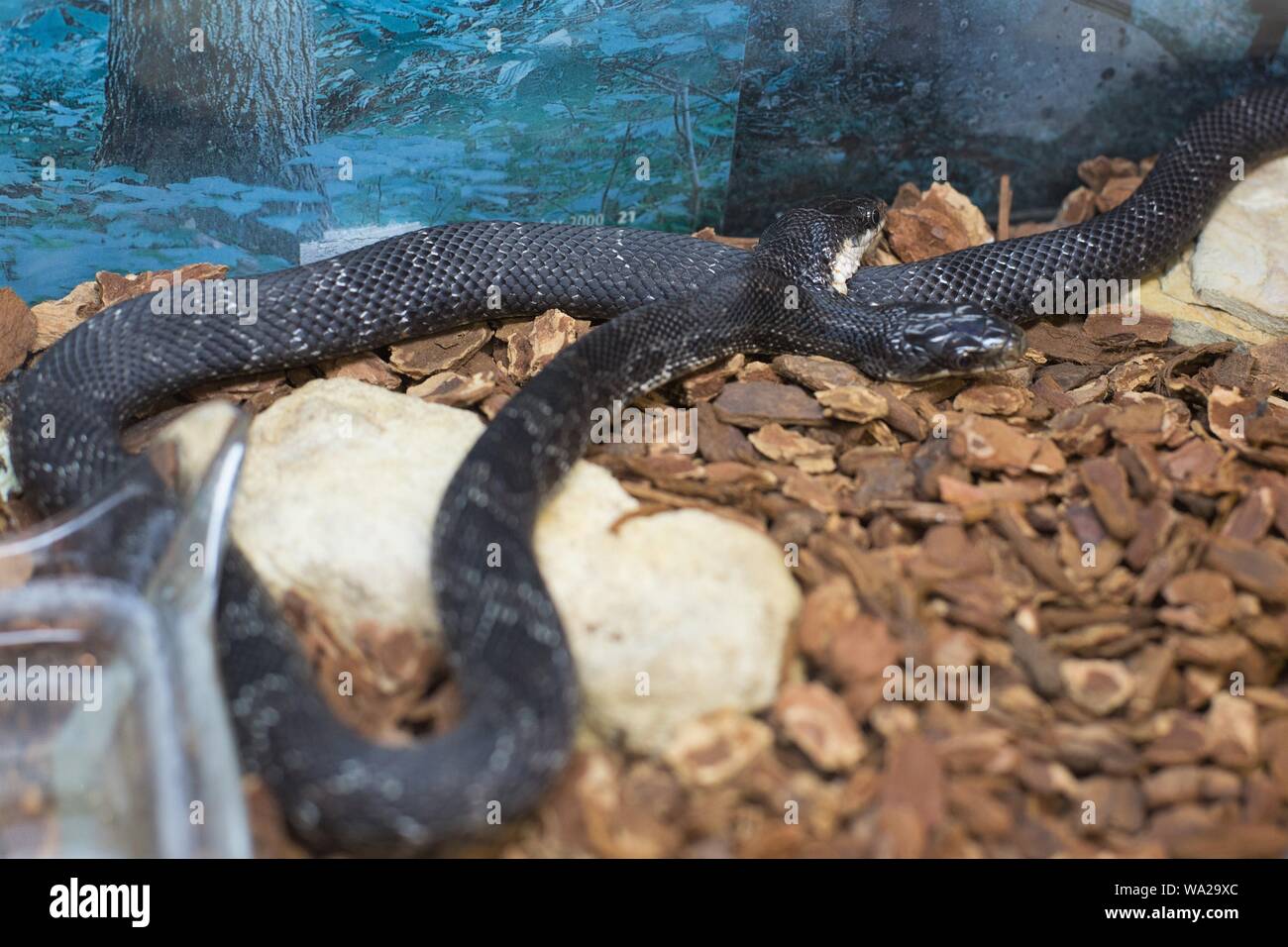 A live two-headed Western Rat Snake on display at Shepherd of the Hills Fish Hatchery in Branson, Missouri, USA. Stock Photo