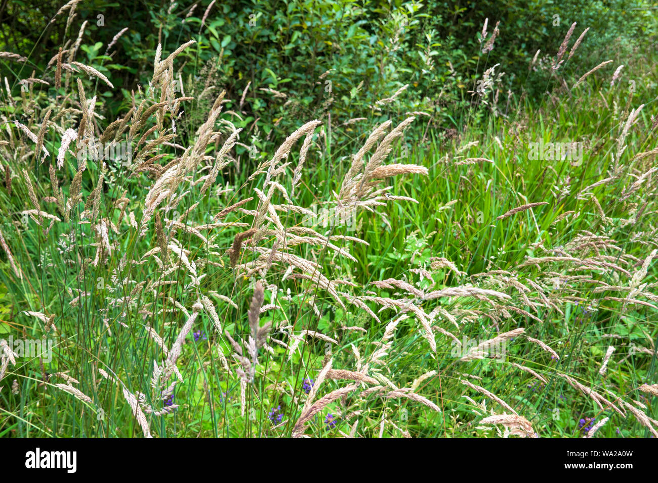 Soft grass , nature wild plant, Ireland Stock Photo