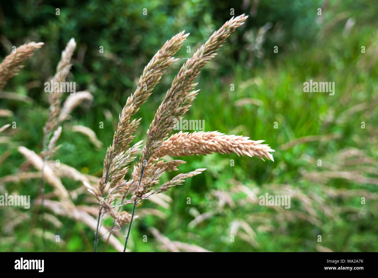 Soft grass close up , nature wild plant, Ireland Stock Photo