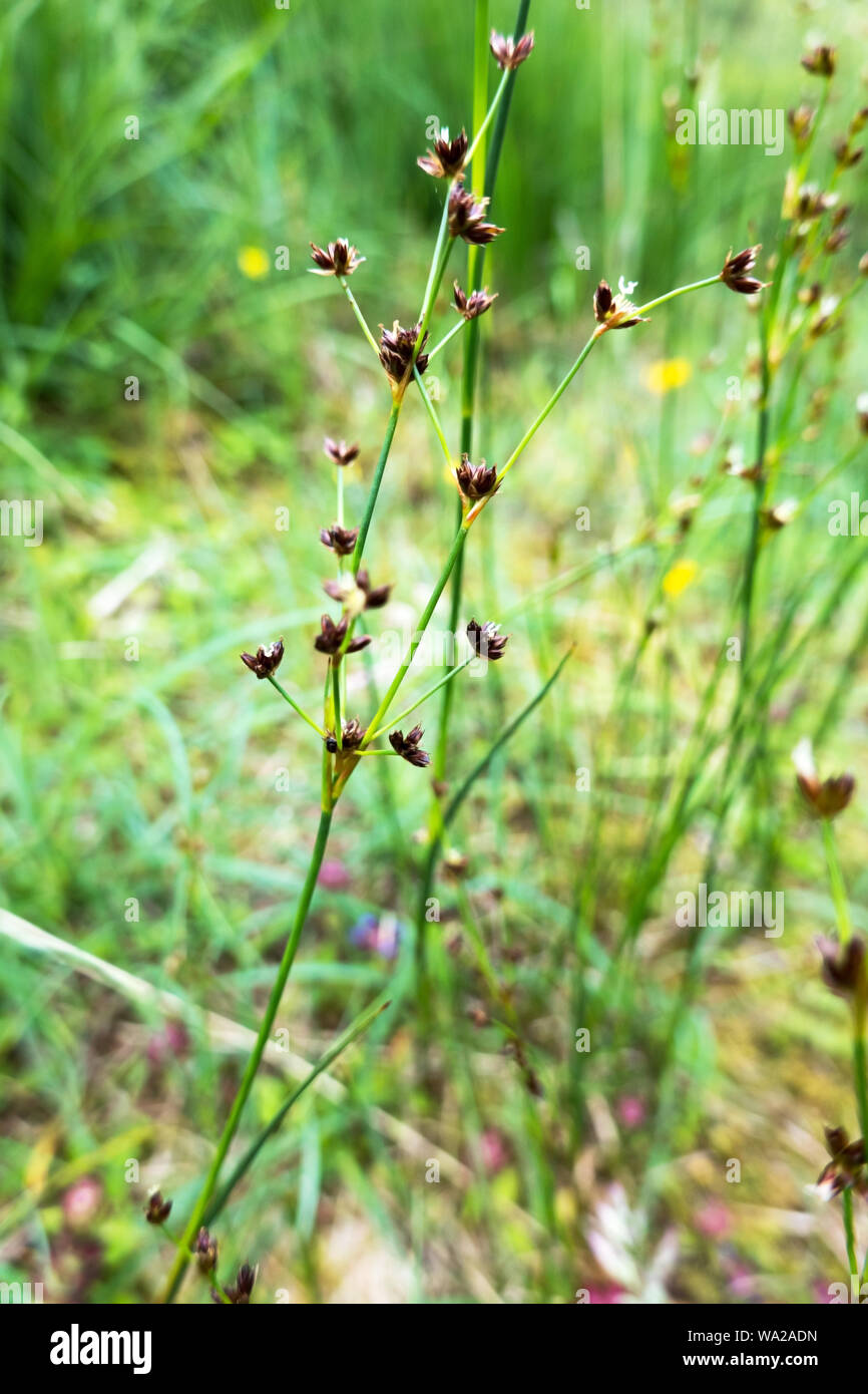 jointed rush native Irish wild plant, Ireland Stock Photo
