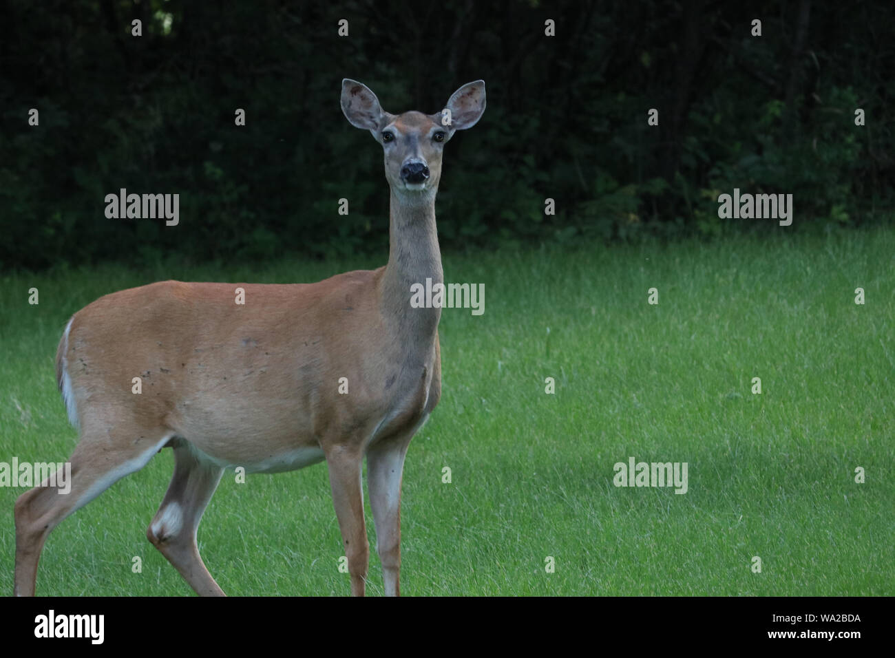 Whitetail doe grazing in the yard Stock Photo