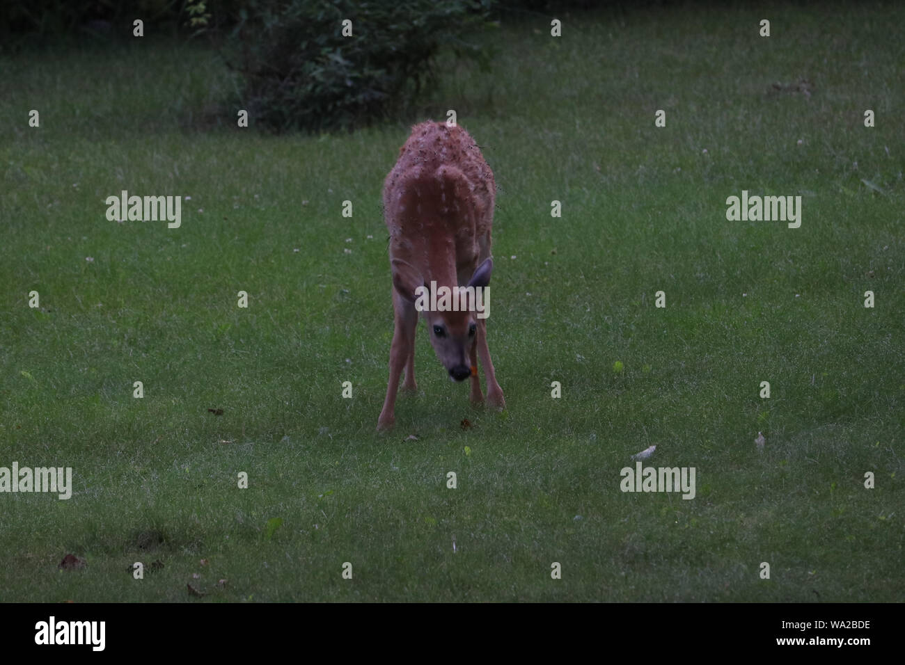 Whitetail doe grazing in the yard Stock Photo