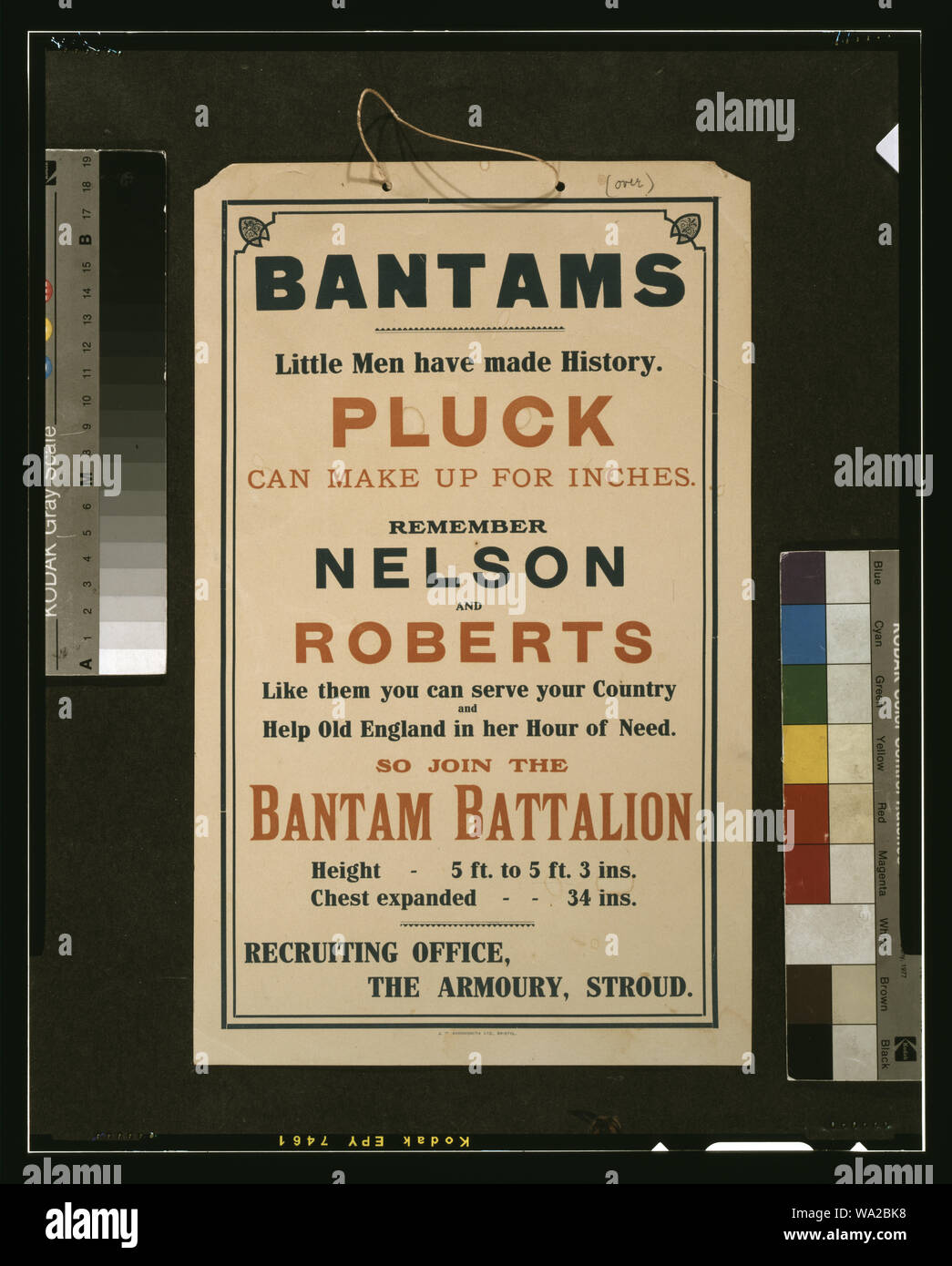 Backyard chicken flocks hi-res stock photography and images - Alamy