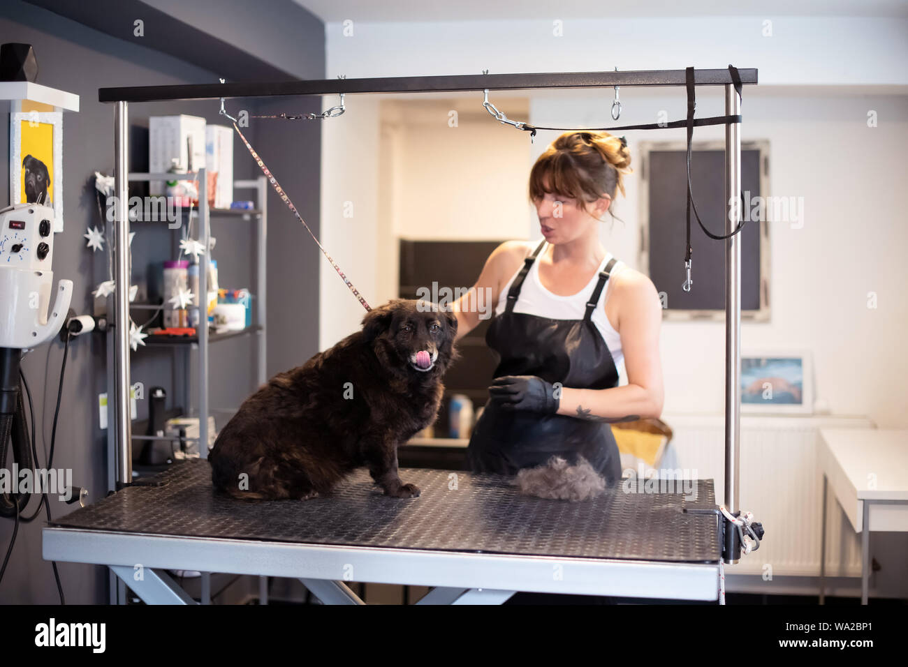 pet hairdresser