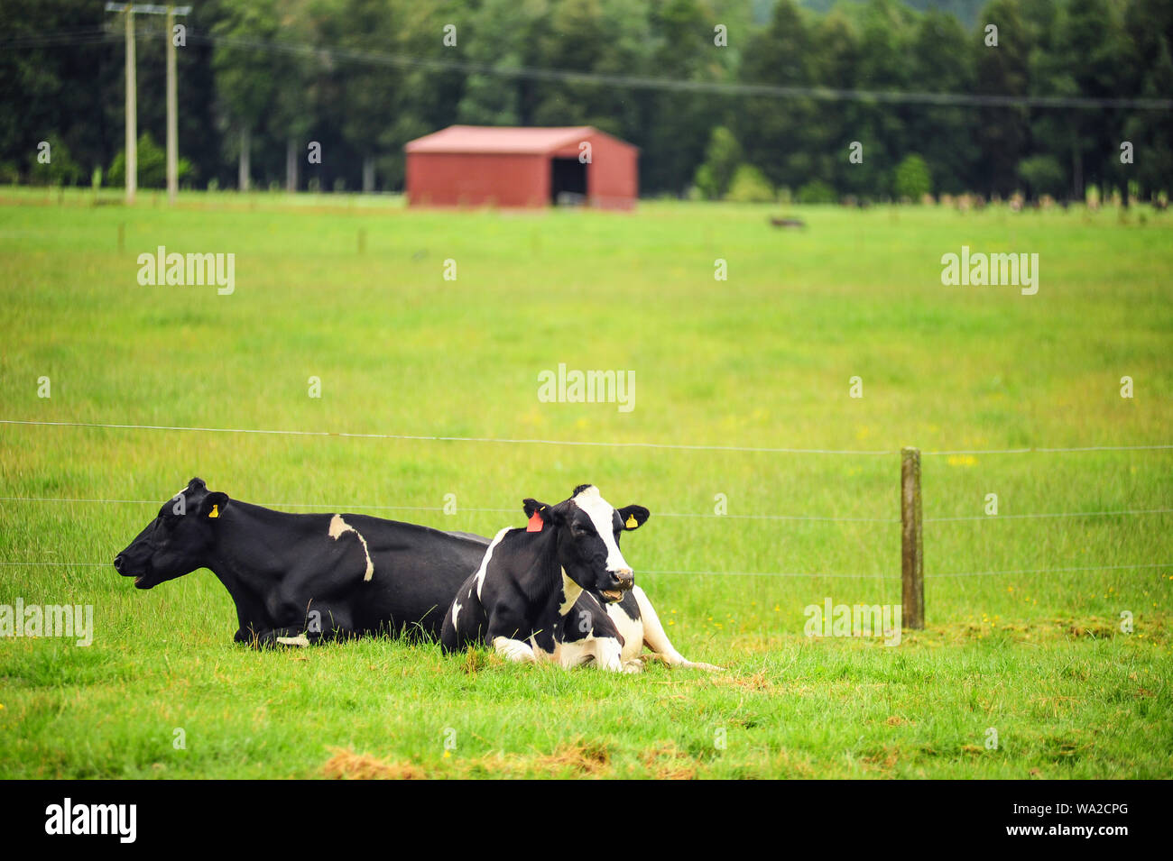 New Zealand dairy cows Stock Photo Alamy
