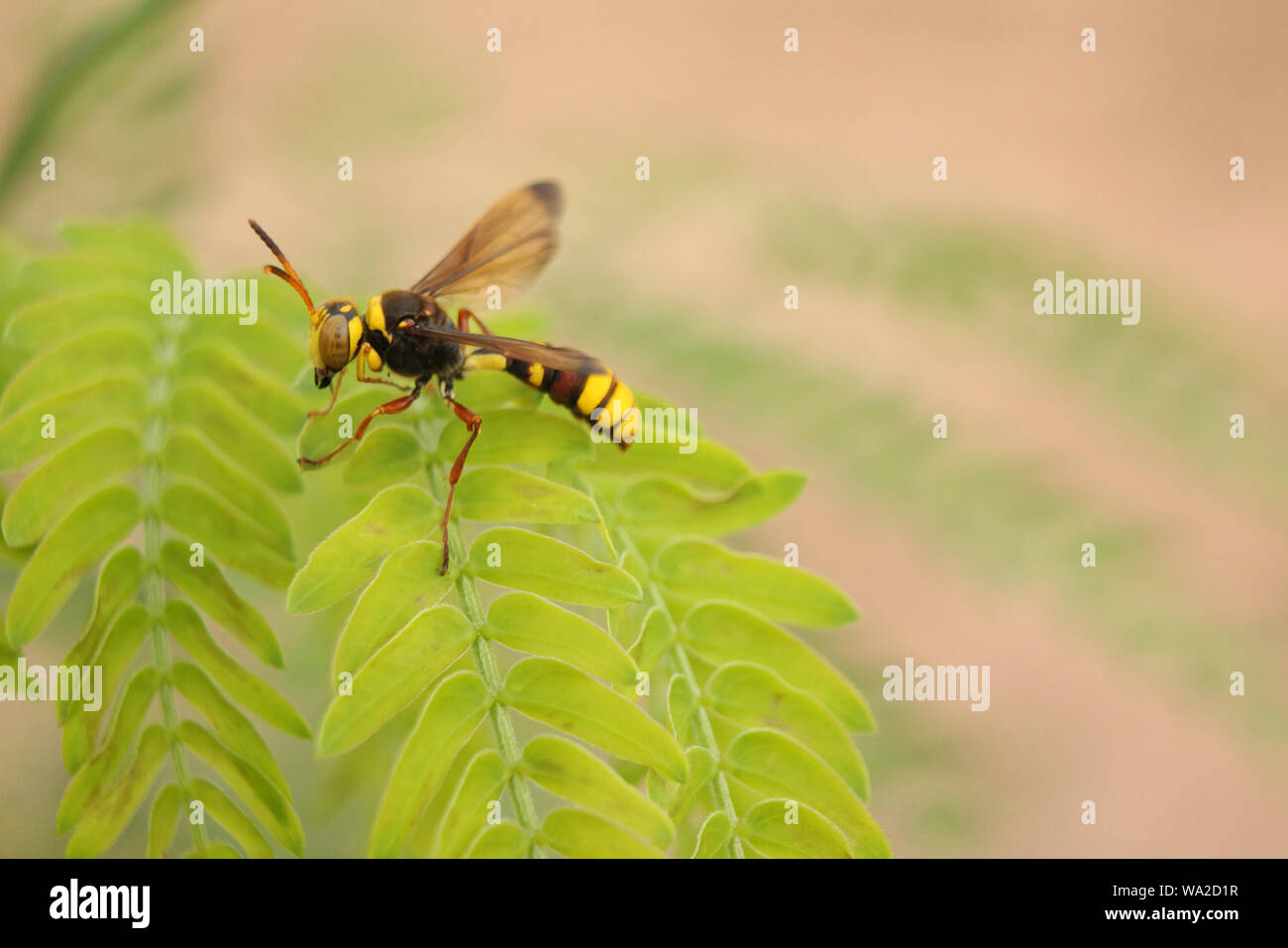 The soft focus Paper Wasps,Vespa affinis,Lesser Banded Hornet insect. Stock Photo