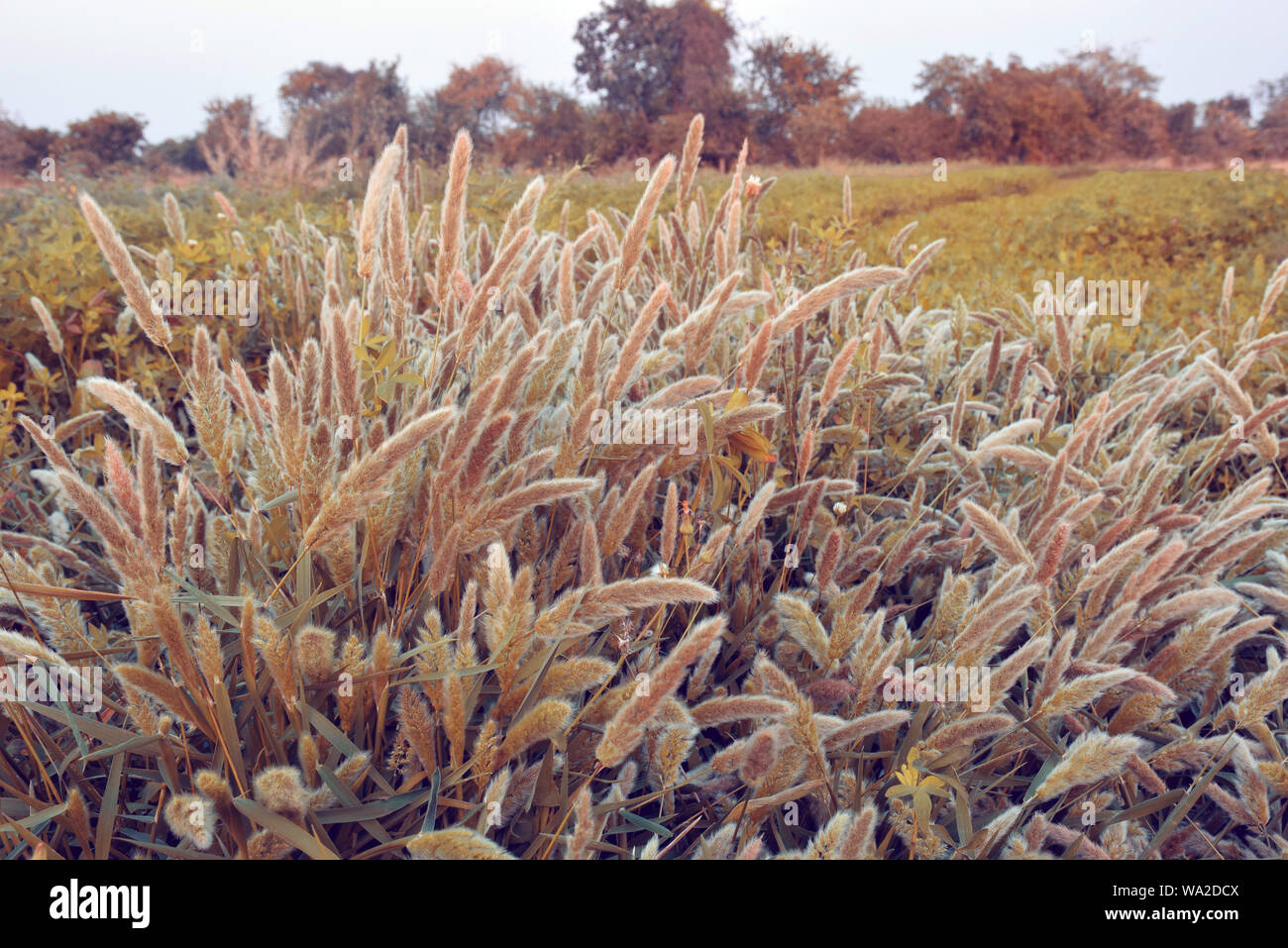 Feather Grass or Needle Grass, forms already at the slightest breath of wind filigree pattern. Stock Photo