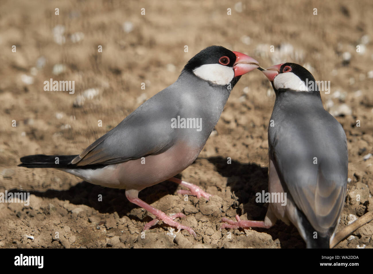 Two rice bird Stock Photo