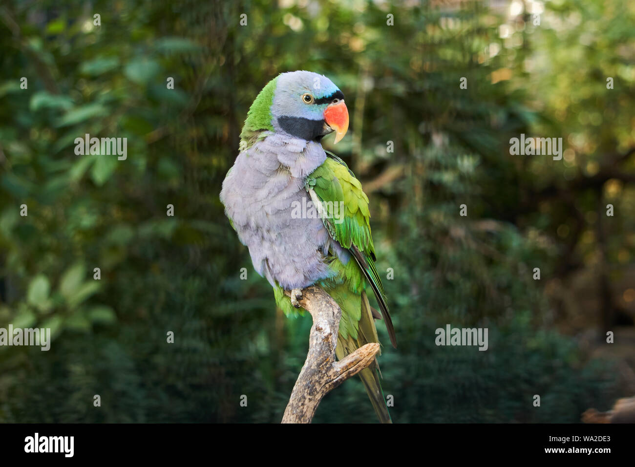 Performed chest parrot Stock Photo