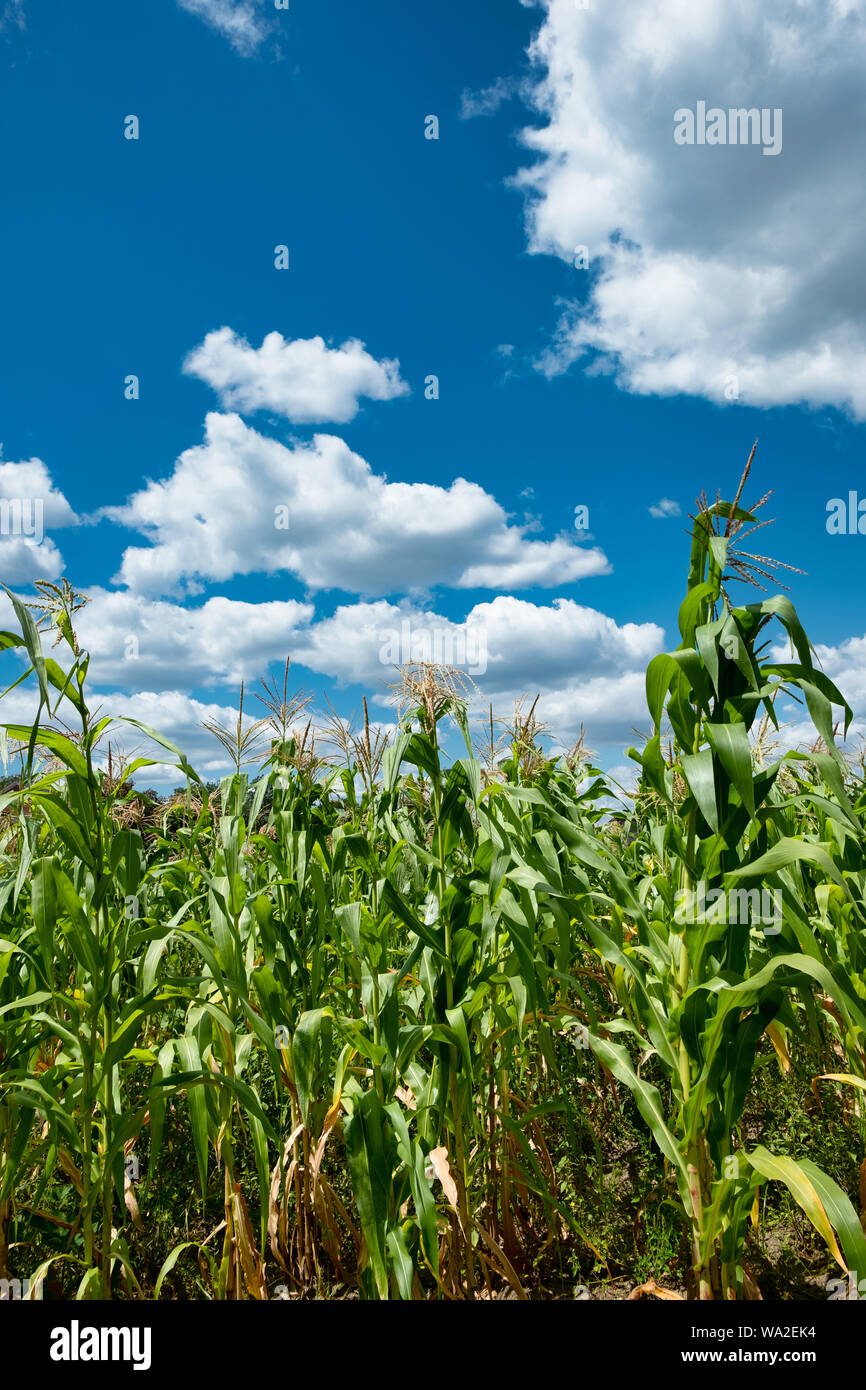 Corn stalks in a corn field on a beautiful summer day with a blue sky and white clouds. Stock Photo