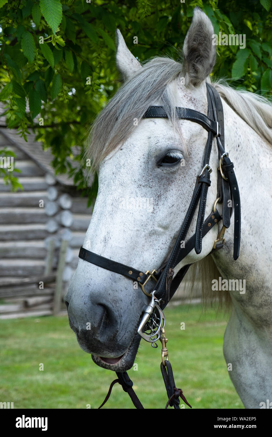 Dapple Gray: The Story of a Great Horse