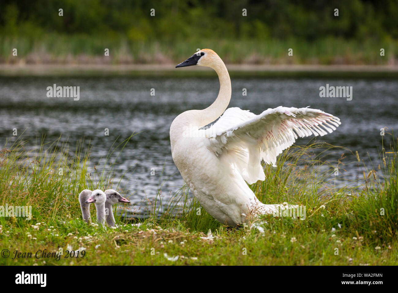 ugly duckling hires stock photography and images Alamy