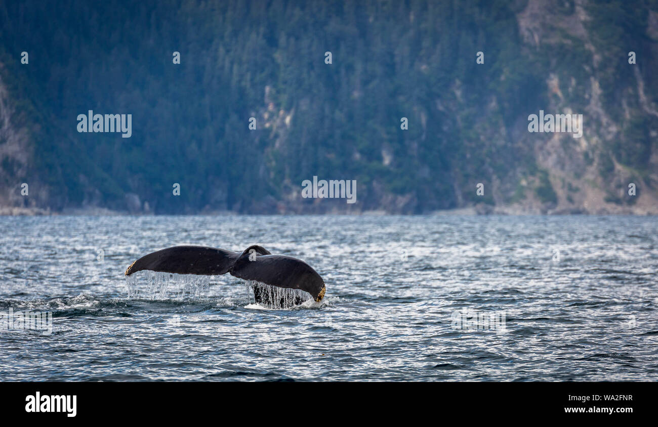 humpback whale tail Stock Photo Alamy