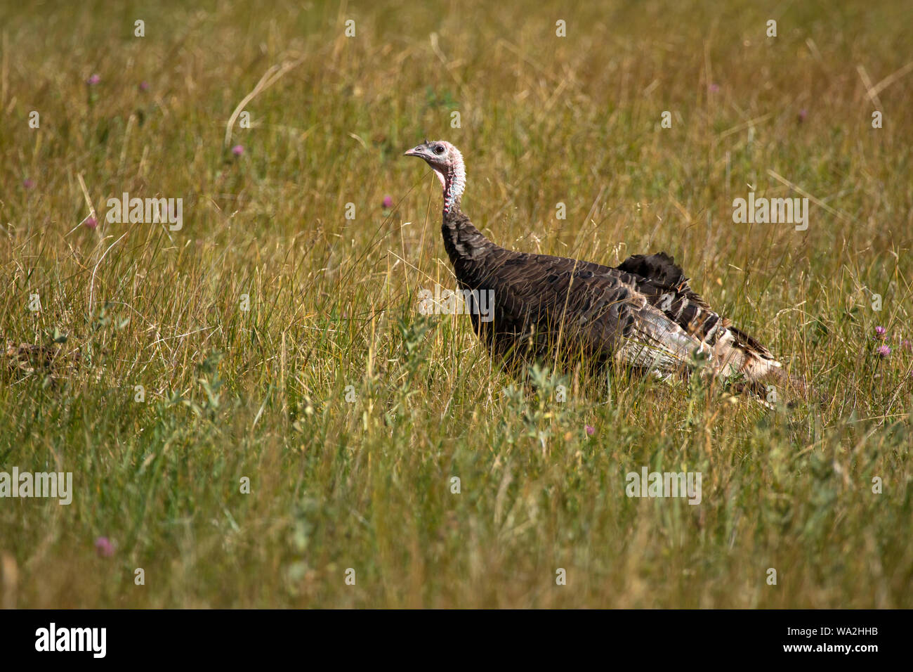 Be alert for wildlife hi-res stock photography and images - Alamy