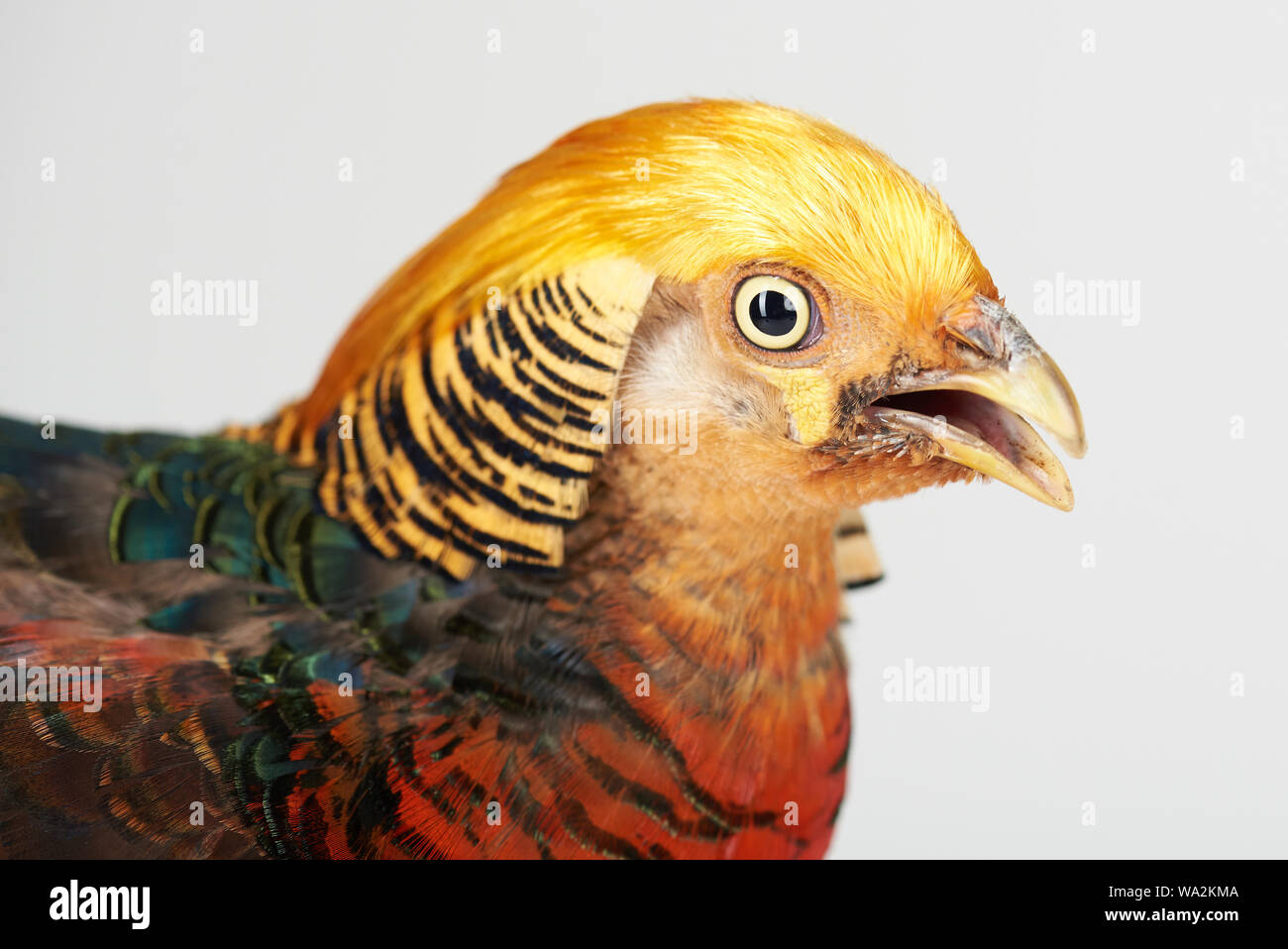 Colorful headshot of pheasant isolated on white studio background Stock Photo