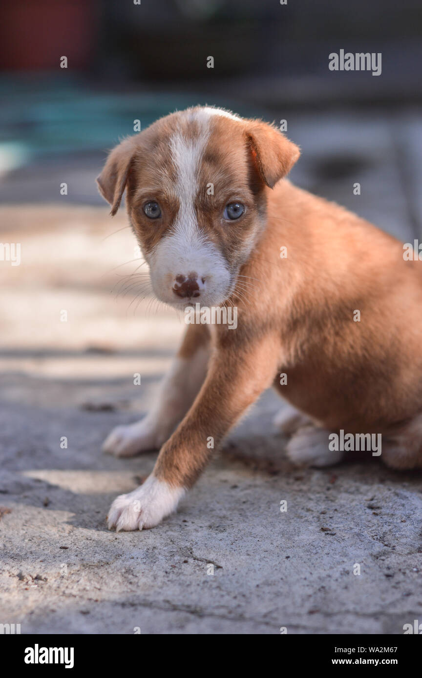Cute Puppy Sitting Looking - Mutt with Grey Eyes Stock Photo