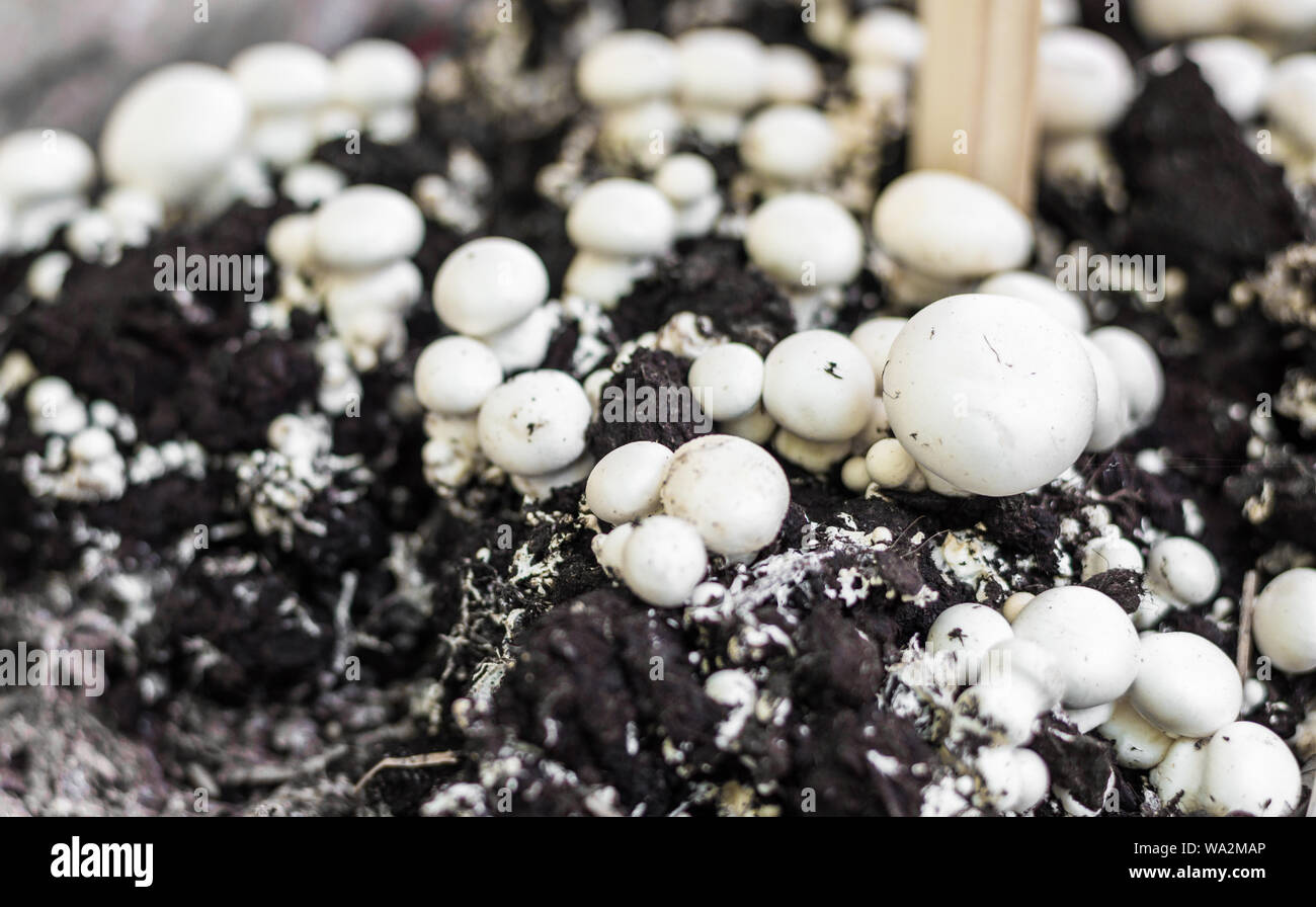 Mushroom Festival High Resolution Stock Photography And Images Alamy Mushroom Festival High Resolution Stock Photography And Images Alamy