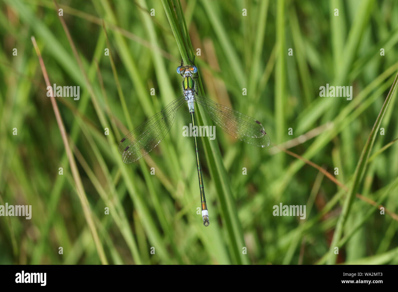 A stunning male Emerald Damselfly, Lestes sponsa, perched on grass ...