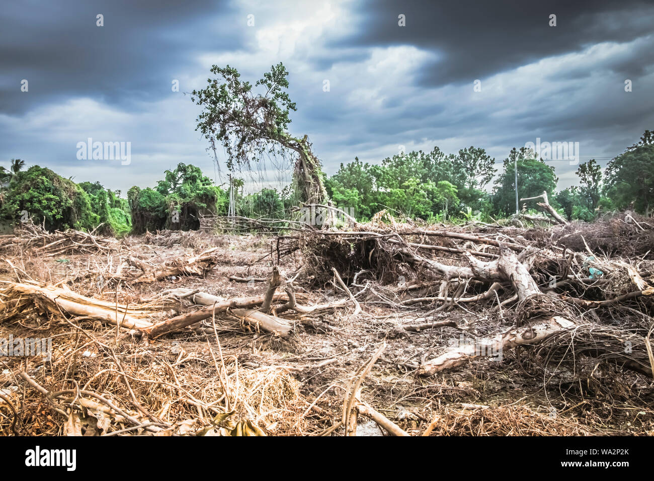 Deforestation environmental damage - tropical rain forest destroyed to construction Stock Photo