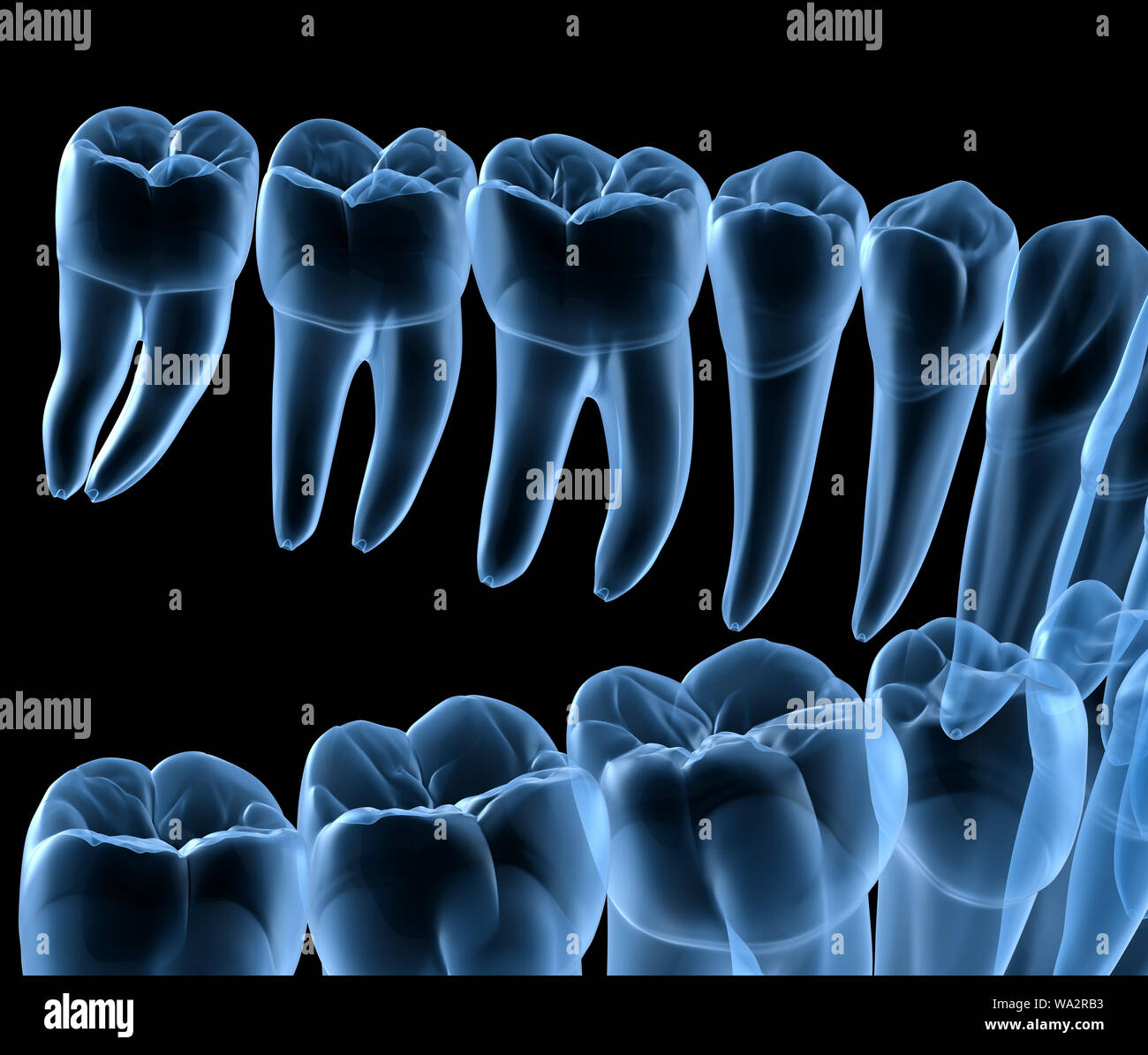 Dental Anatomy of mandibular human gum and teeth, x-ray view. Medically accurate tooth 3D illustration Stock Photo