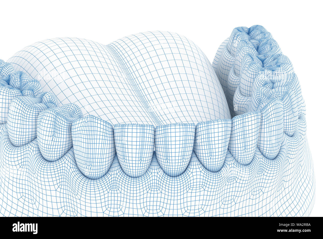 Morphology of mandibular human gum and teeth. Wire 3d model illustration Stock Photo