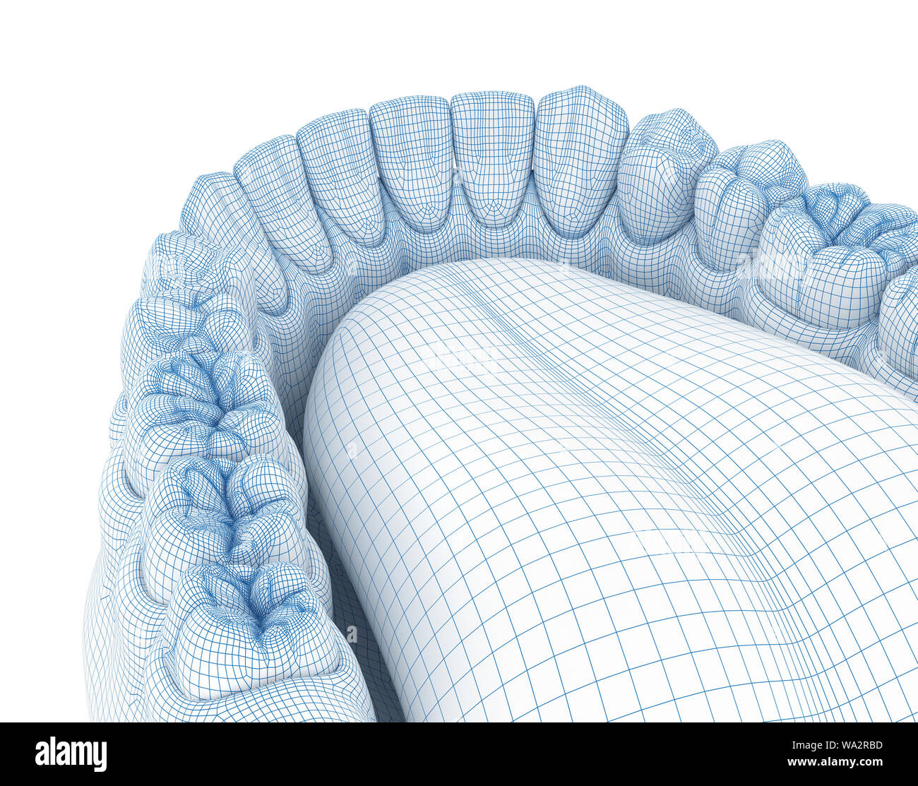 Morphology of mandibular human gum and teeth. Wire 3d model illustration Stock Photo