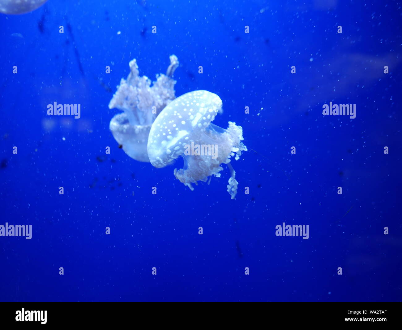 A white jellyfish swimming through deep blue tropical sea water Stock ...