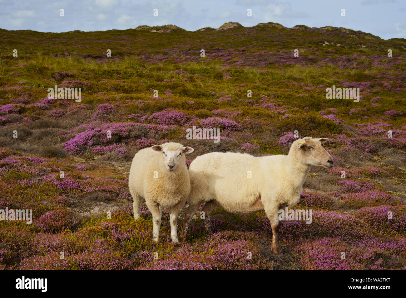 Two white sheep in the pink flowering heather. Idyllic late summer landscape on Sylt, North Sea island, Germany. Copy space. Stock Photo