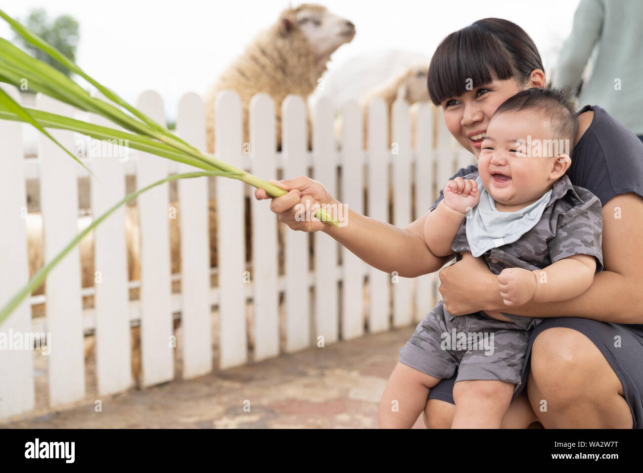 Asian beautiful mother is take care your cute new born baby boy feeding grass for sheep in the farm, Activities family to enhance the learning experie Stock Photo
