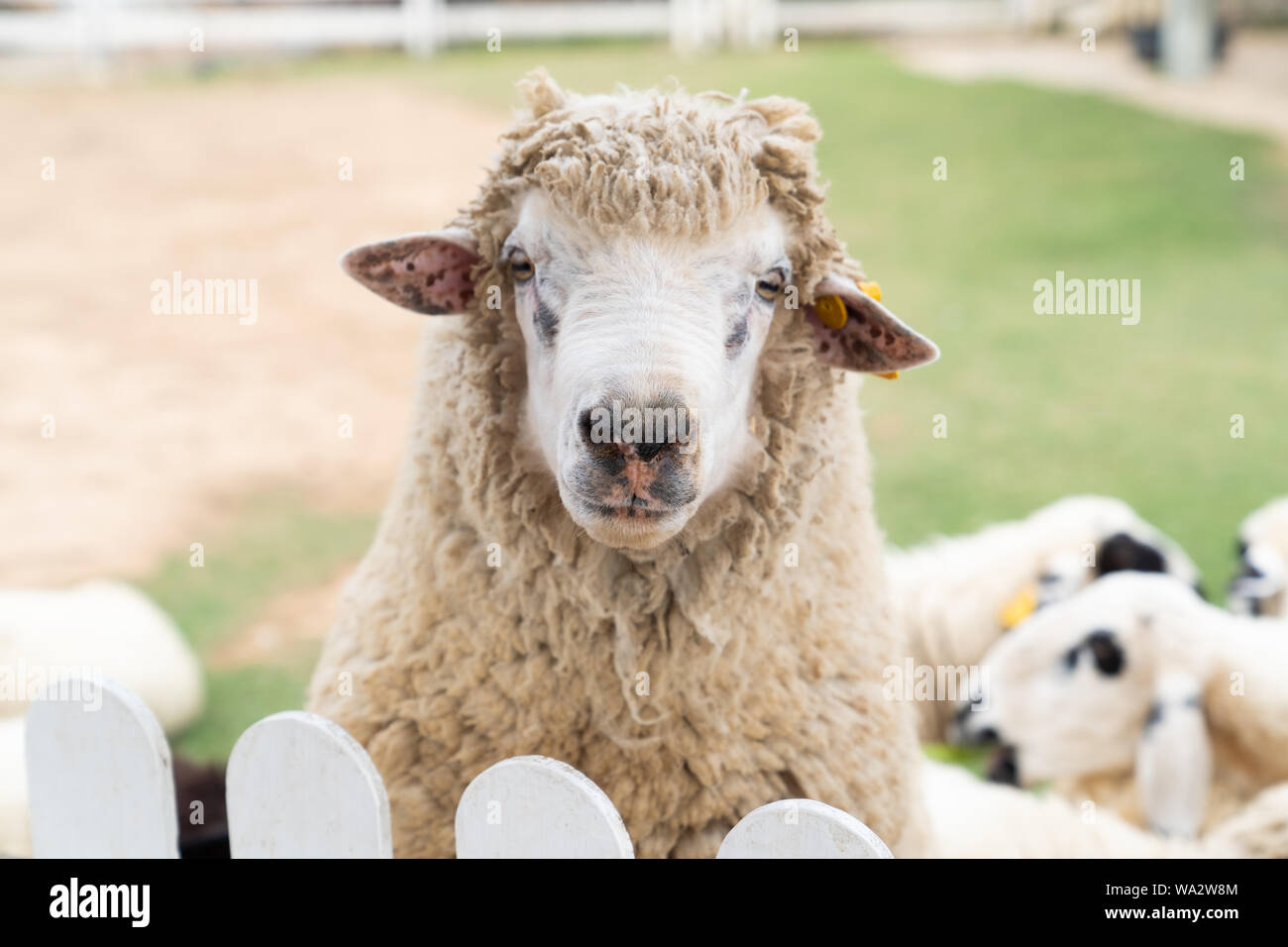 Close up white sheep in the farm, summer farm background. Stock Photo
