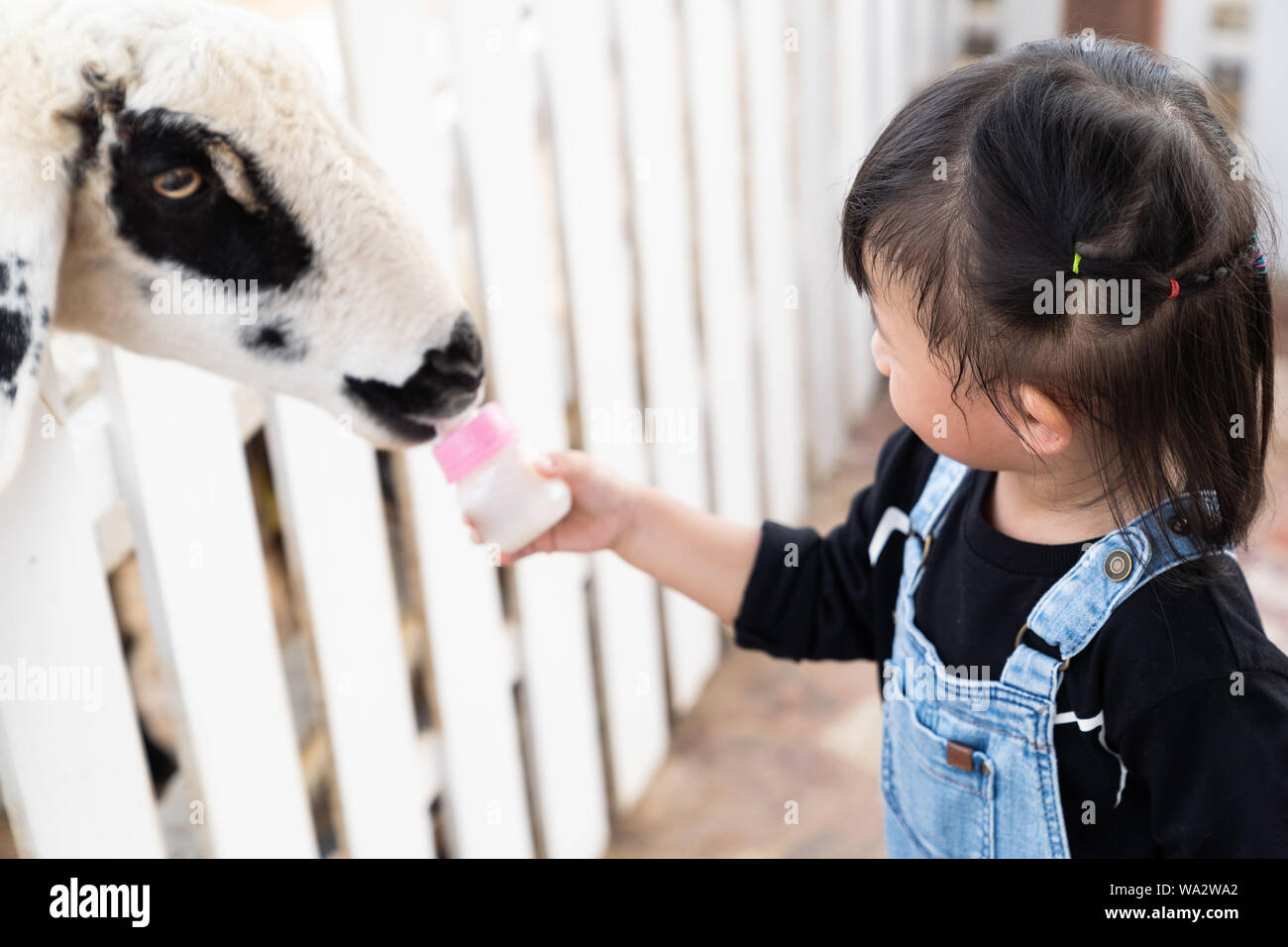 Asian cute girl feeding milk bottle for sheep in the farm, Activities family to enhance the learning experience of children. Stock Photo