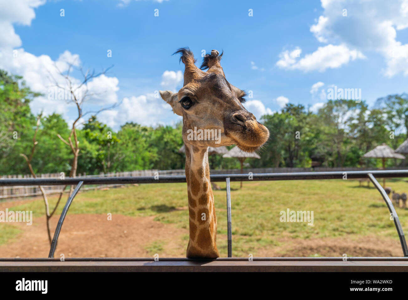 Close up. A big head giraffe happiness in nature farm, with blue sky background. Stock Photo