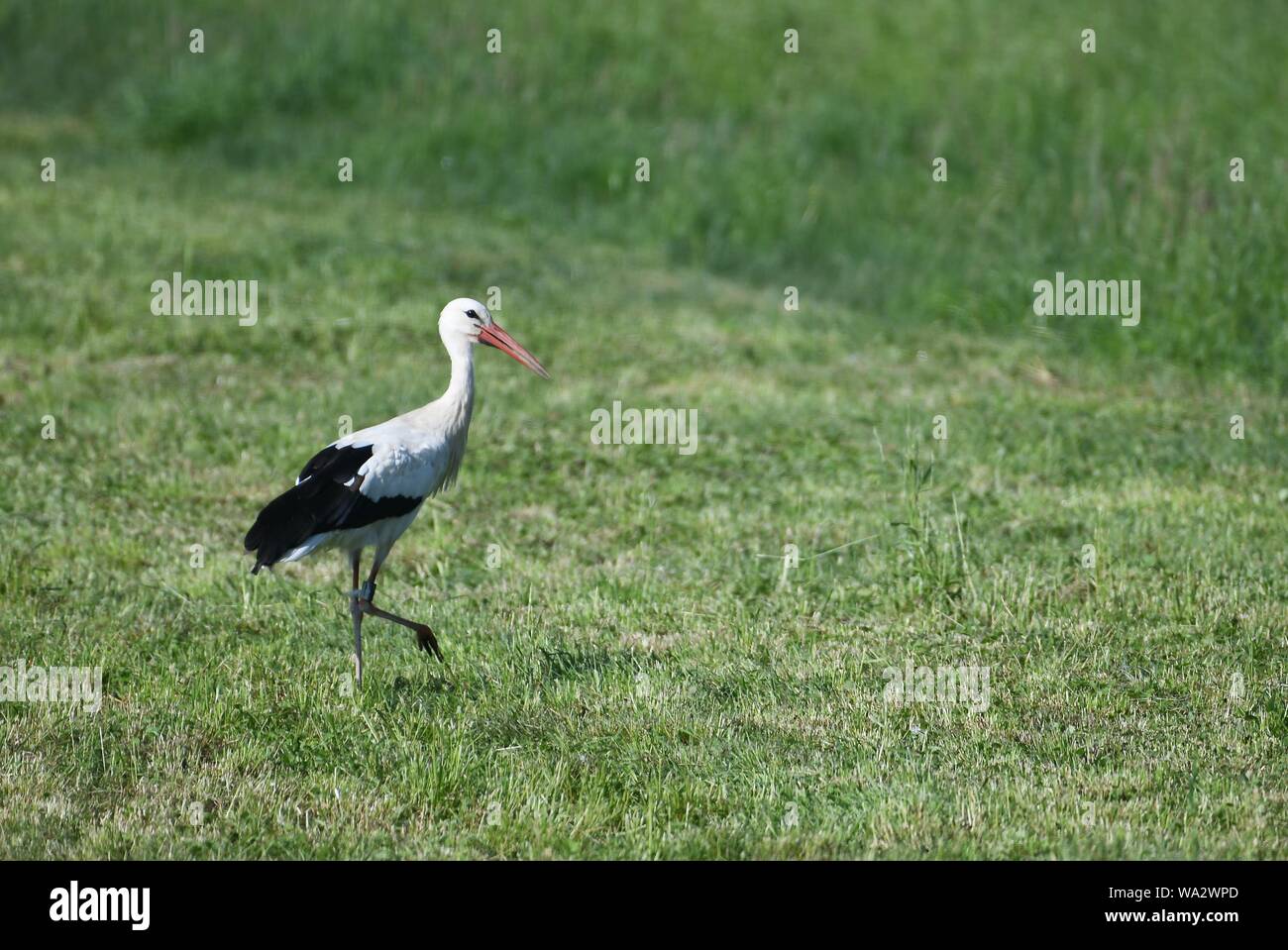 young stork in the meadow chasing dogs, Stock Photo