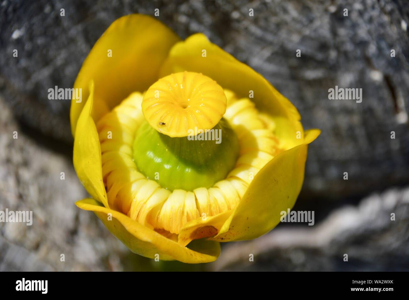 beautiful yellow pond lily Stock Photo