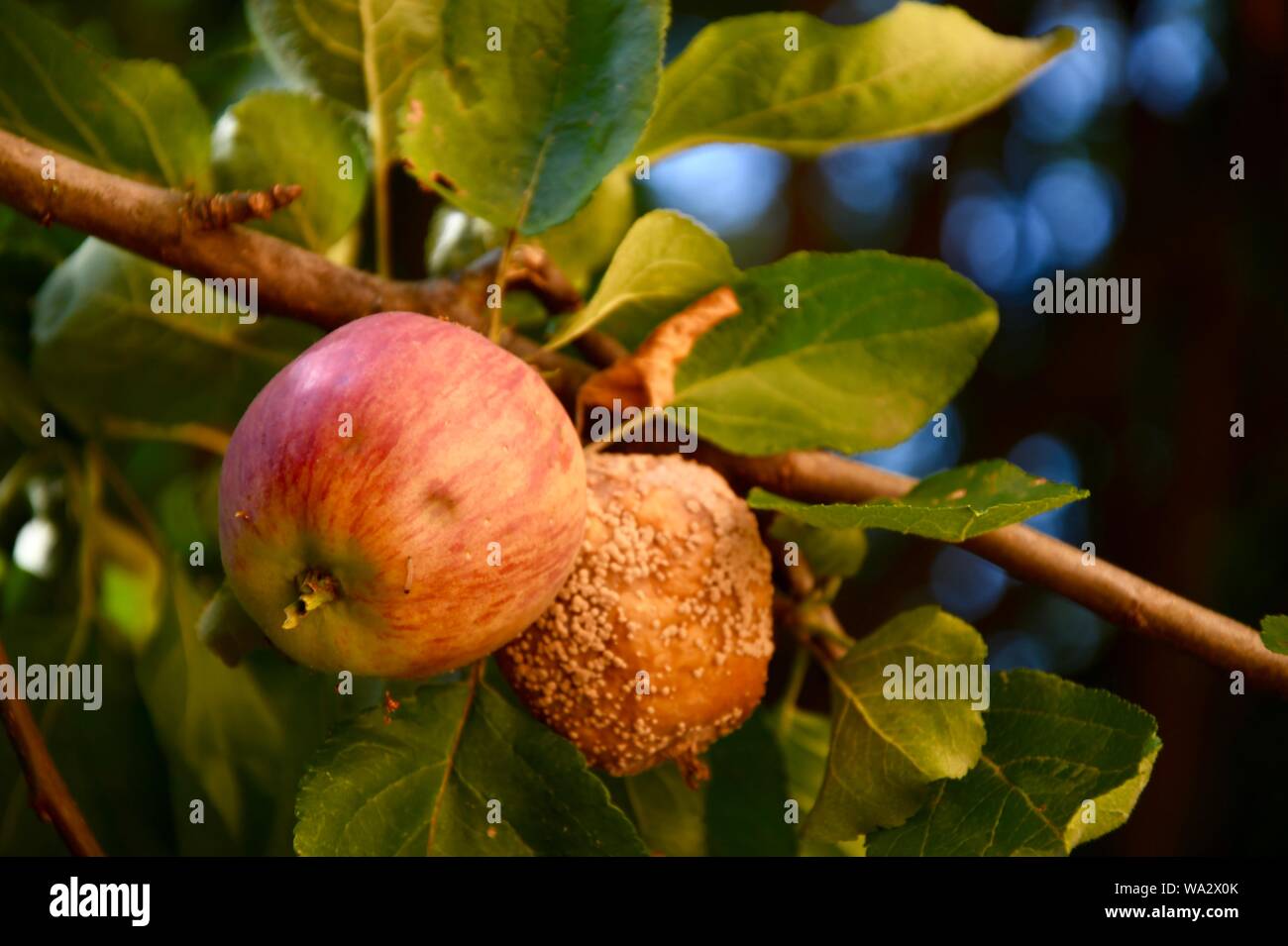 Rotten Apple with a Large Worm Stock Image - Image of oozing, overripe:  80511937