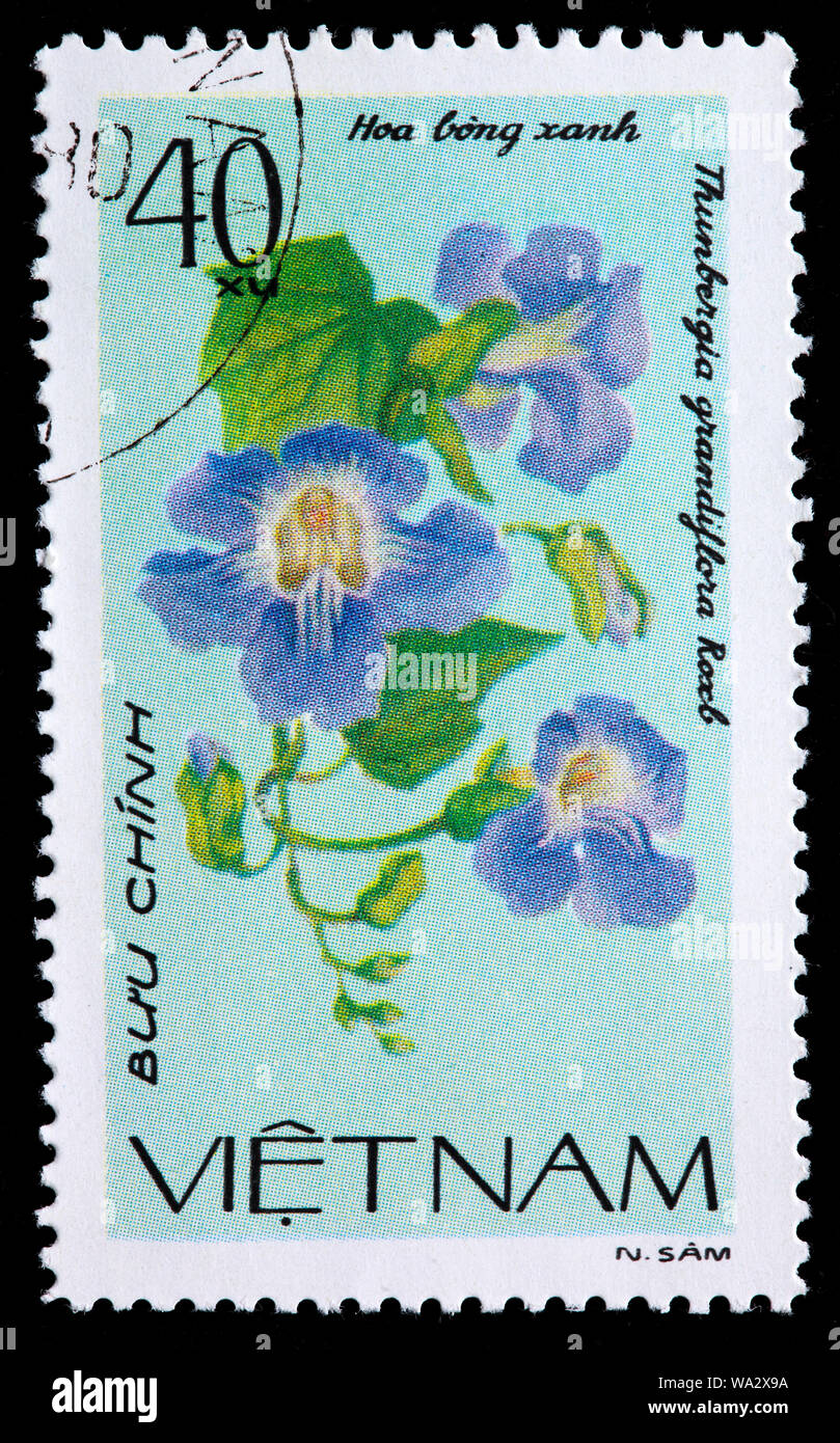 Thunbergia grandiflora, Bengal clockvine, creeping flower, postage stamp, Vietnam, 1980 Stock Photo