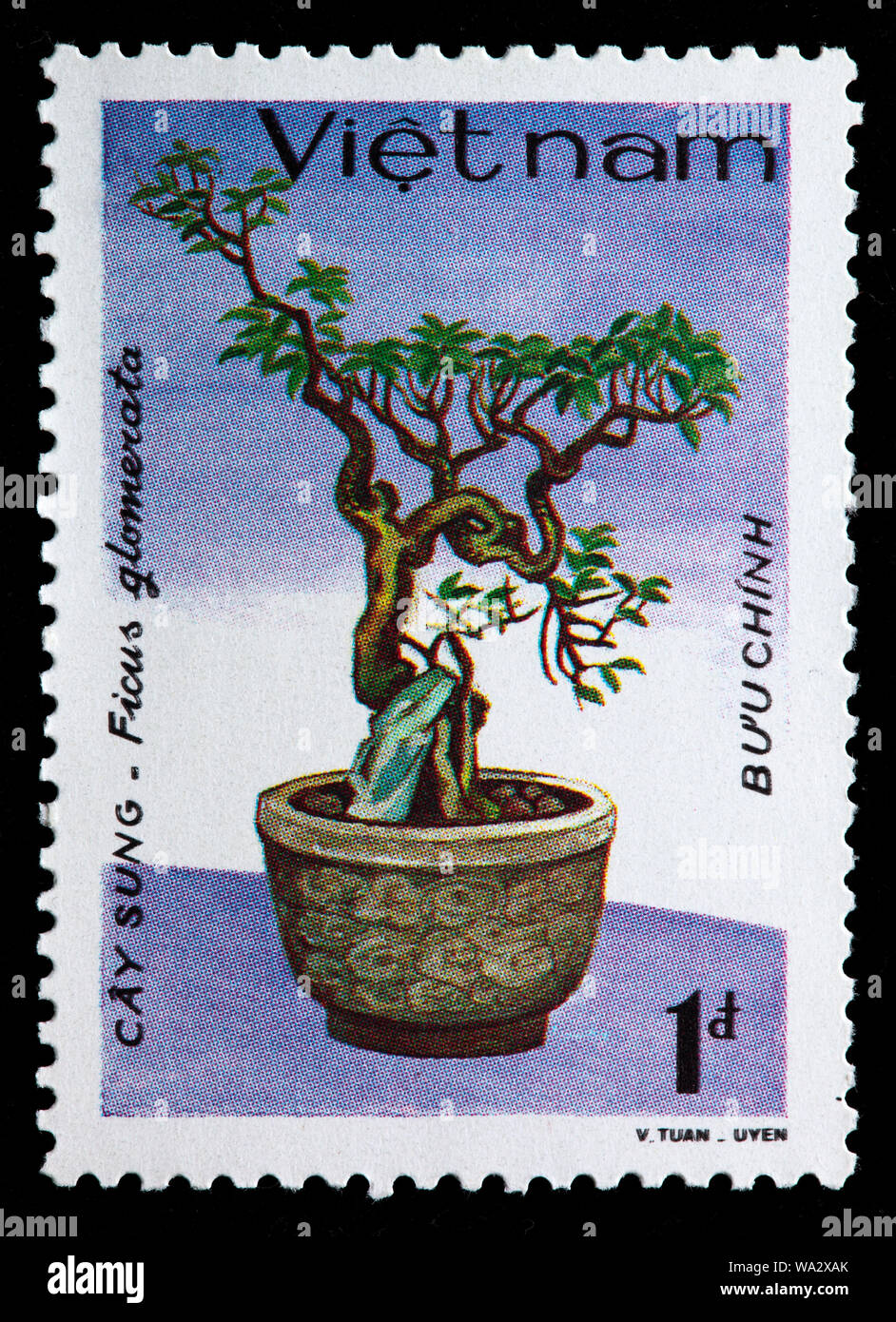 Ficus Racemosa Ficus Glomerata Cluster Fig Tree Indian Fig Tree