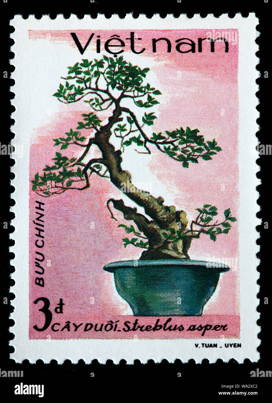 Streblus asper, Siamese rough bush, khoi, serut, toothbrush tree, bonsai tree, postage stamp, Vietnam, 1986 Stock Photo