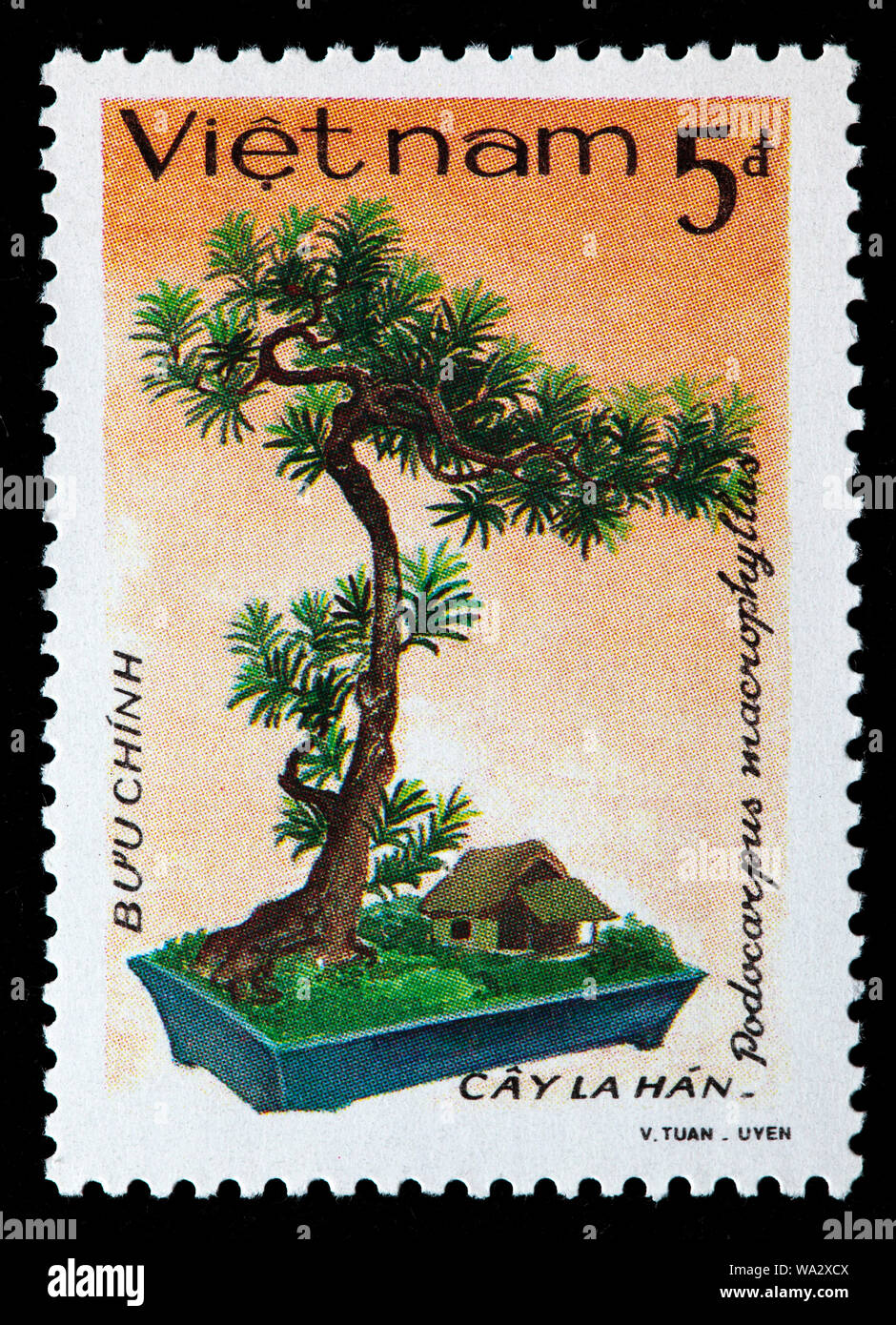 Podocarpus macrophyllus, yew plum pine, Buddhist pine, fern pine, bonsai tree, postage stamp, Vietnam, 1986 Stock Photo