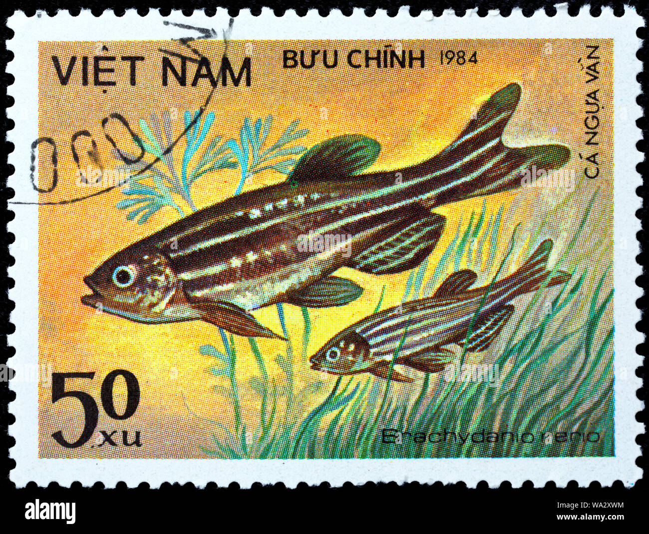 Danio rerio, Brachydanio rerio, Zebrafish, postage stamp, Vietnam, 1984 Stock Photo