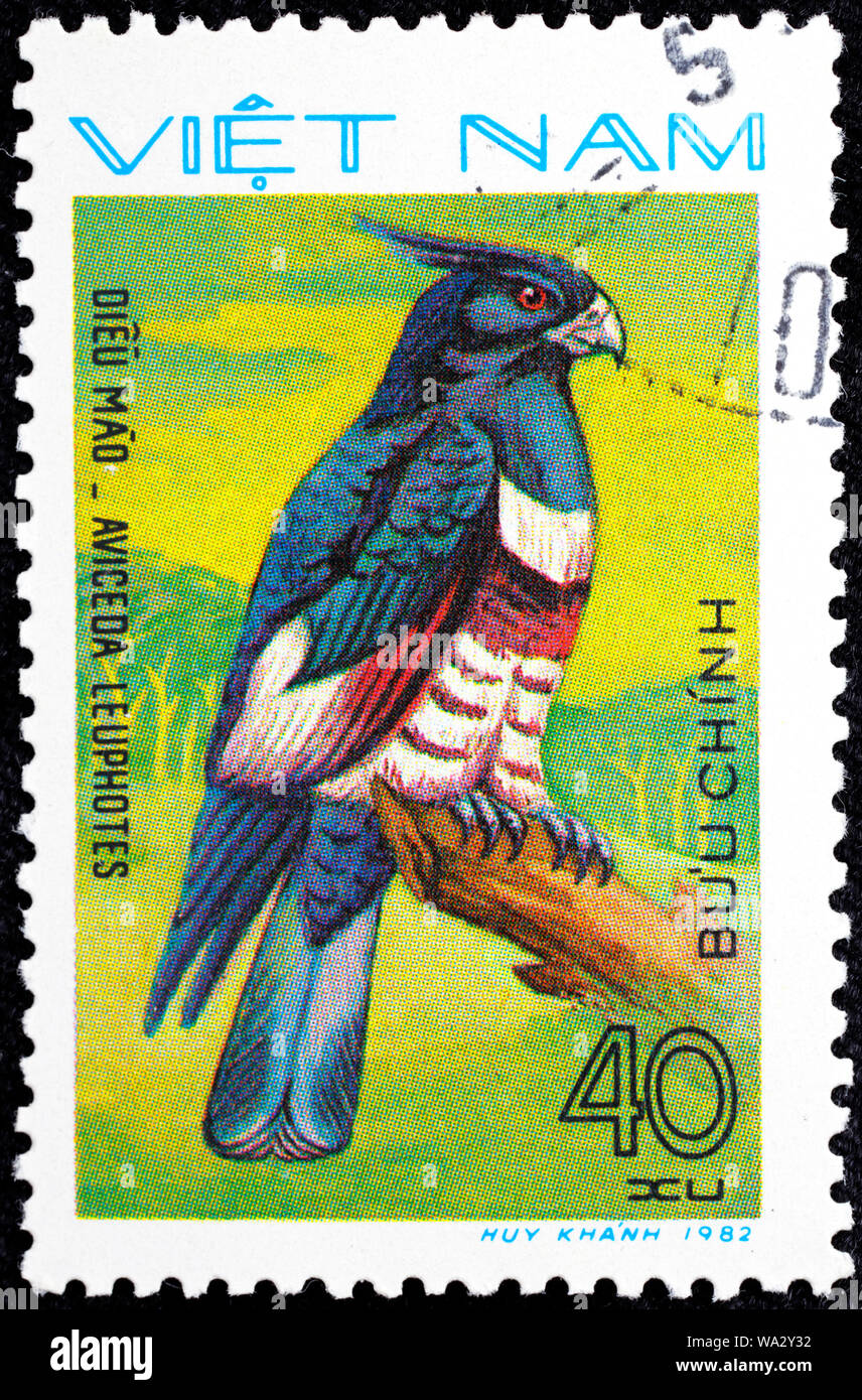 Aviceda leuphotes, Black Baza, Bird of Prey, postage stamp, Vietnam, 1982 Stock Photo