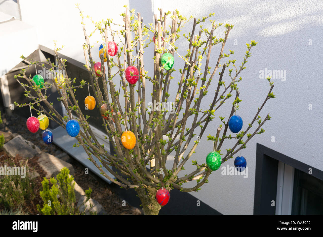 Colored easter eggs on willow bouquet with kitten willows Stock Photo