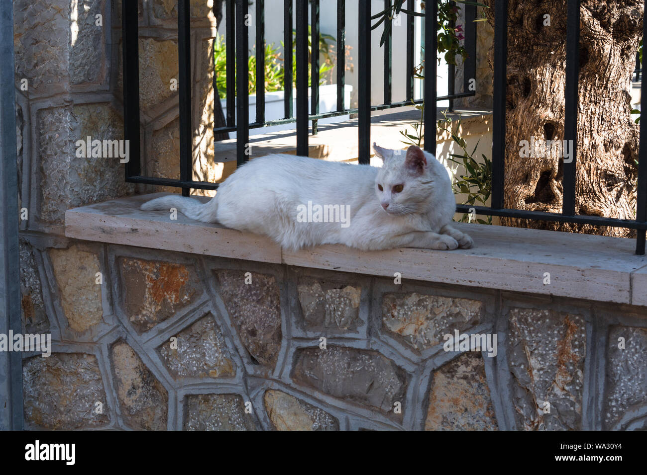 White cat lying on a wall in the town of Sant Elm, Mallorca Spain. Stock Photo