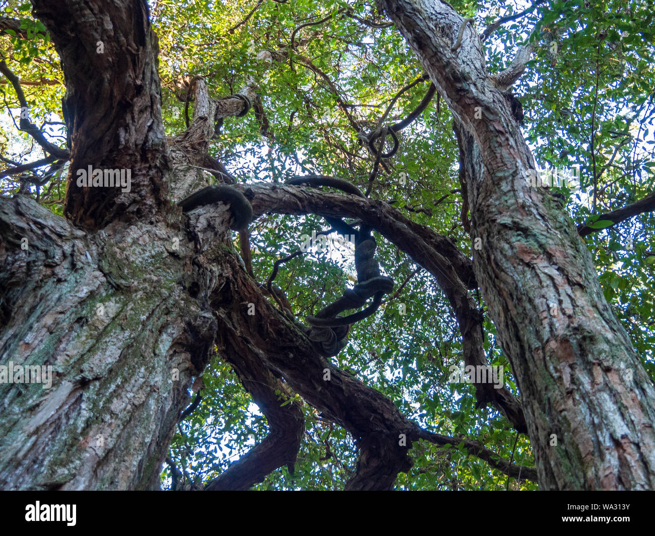 Looking up through the knotted gnarly branches of very tall trees to the canopy of green leaves and sky above, Australia, Winter Stock Photo