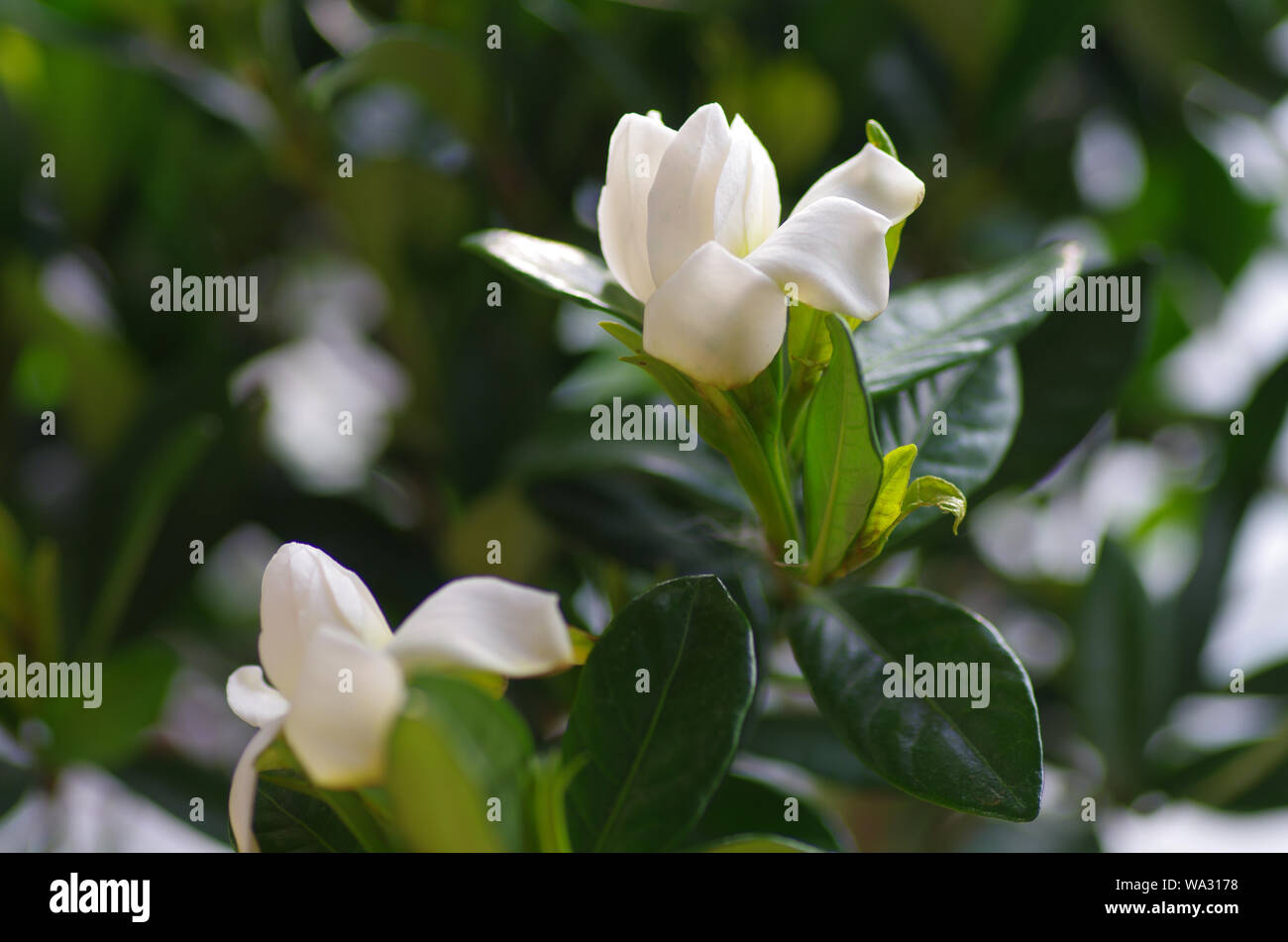 Gardenia buds hires stock photography and images Alamy